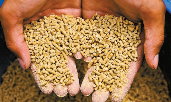 Feasibility study on animal feed manufacturing